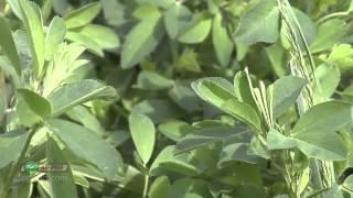 Making Your Alfalfa Better #791 (Air Date 6/2/13)