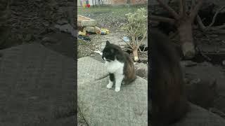 Бездомный кот