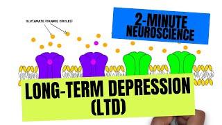 2-Minute Neuroscience: Long-Term Depression (LTD)