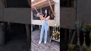Pigeon lovers  #pigeon #kabootar #güvercin #kabutar #shorts #status #video #foryou #fyp