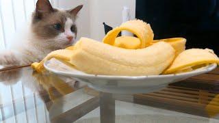 『これ、全部食べていい？』バナナを狙う食いしん坊猫がかわいすぎた.....