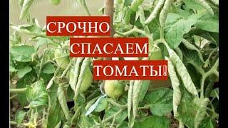 СРОЧНО СПАСАЕМ ТОМАТЫ! ПОЧЕМУ СКРУЧИВАЮТСЯ ЛИСТЬЯ У ТОМАТОВ И ЧТО ДЕЛАТЬ.