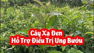 Cây Xạ Đen Hoà Bình Hỗ Trợ Điều Trị Ung Bướu Hiệu Quả