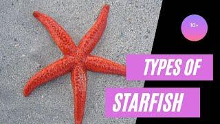 Beautiful sea starfish species in English - #starfish