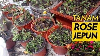 CARA MENANAM KERATAN BUNGA ROSE JEPUN | EASY STEP TO PLANT JAPANESE ROSE