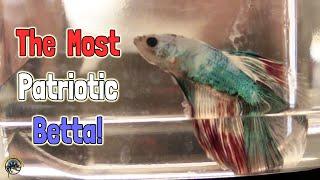 It's a Red, White, and Blue Betta!  Checking Out All of this Week's New Fish! 