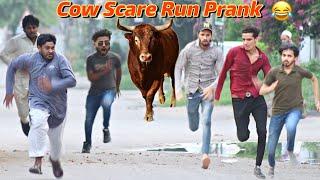Fake Cow Run Prank @ThatWasCrazy