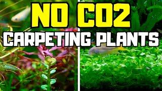 TOP 10 CARPETING PLANTS THAT DONT NEED CO2!