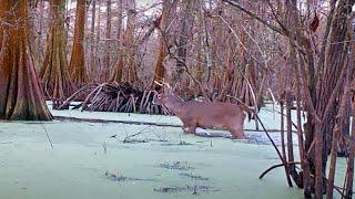 Swamp Cam Video 2022, South Louisiana Public Land