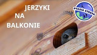 Jerzyki na balkonie