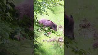 Thirsty piglets #wildlife #wildboar #wildboarhunt #hunting #hunter