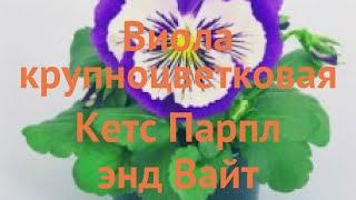 Виола крупноцветковая Парпл энд Вайт  Парпл энд Вайт обзор: как сажать, семена виолы Парпл энд Вайт