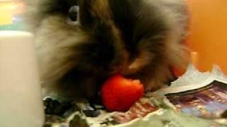 Mookie the Lionhead Rabbit Eating a Strawberry