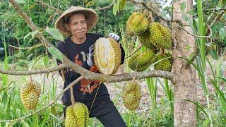 Memetik Durian Montong di Kebun | Masak Spesial Soto Sokaraja, Tempe Mendoan, dan Es Durian Segar