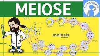 Meiose einfach erklärt - Zellteilung 2 - Zellzyklus, Ablauf, Phasen & Zusammenfassung