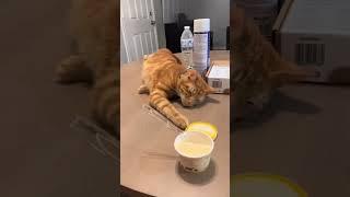 #shortvideo#cat #mycatchannel #funny #petschannel #yourcat #funnycats#catchannel