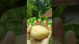 Potato funny|EXPERIMENT|ABHI TALKS#shorts#youtubeshorts#trending