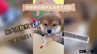 【黃妍巴】從零開始養柴犬！｜庫栗姆Creamoo