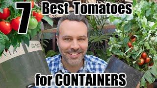 7 Best Tomatoes to Grow in Containers