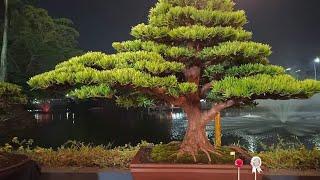 Bonsai Lohansung Inspirasi