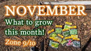 Vegetables, Herbs & Flowers to Plant in November in Zones 9 & 10