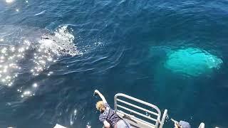 Australia Gold Coast, Humpback Whales, Up close and personal! Amazing