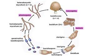 Basidiomycota Part 2: The Mushroom Life Cycle