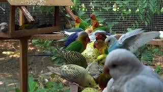 Budgie lovebirds eating time 虎皮鸚鵡 牡丹鸚鵡 愛情鳥吃飯時間