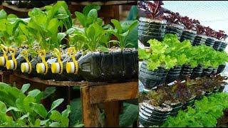 6 Ways to Grow Vegetables in Plastic Bottles “no effort”