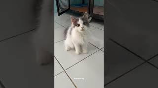 Kucing ragdoll kemasan ekonomis  #kucingpersia #kucinglucu