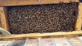 Bee Gone: See How We Removed a Hive From a House Roof!