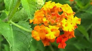 Plant Profile: Texas Lantana - Lantana horrida / Lantana urticoides