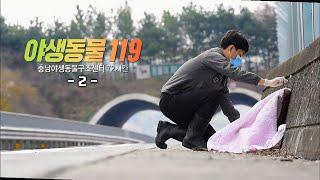 [다큐 3일]  야생동물 119 - 충남 야생동물 구조센터의 72시간 2편 / KBS 20200705 방송