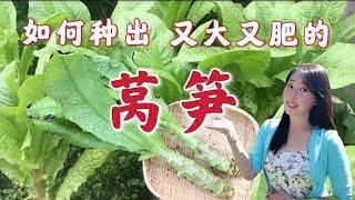 【种植34】莴笋种植，如何种出又粗又壮的莴笋 | 肉质茎形成关键期，选种，育苗，移栽，施肥，浇水，采收，留种...全攻略 How to grow celetuce / stem lettuce