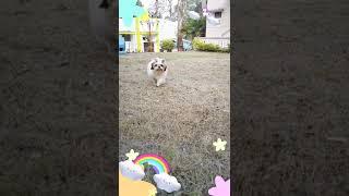 Chubby cheeks Sara  | Shih Tzu | #shorts