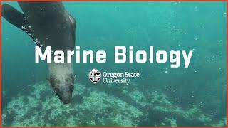 Dive into marine biology at Oregon State University