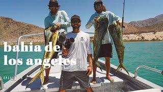 Episode 6 Bahia De Los Angeles - Big Yellowtail & Dorado Fishing