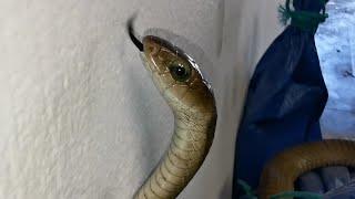 CATCHING AFRICA'S MOST VENOMOUS SNAKE!!