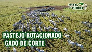 PASTEJO ROTACIONADO GADO DE CORTE