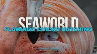 SeaWorld San Diego Flamingo Chicks Hatching