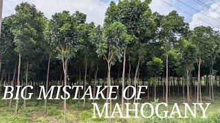 ಮಹೋಗಾನಿ ನೆಡಬೇಡಿ - Don’t Plant Mahogany |  #sandalwood #farming #agriculture #coconutfarming