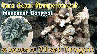 Cara Memperbanyak Tanaman Hias Alocasia Silver Dragon