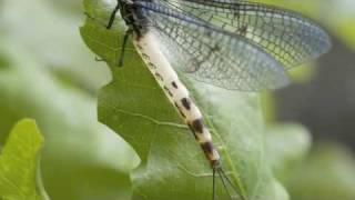 Mayfly - a life story