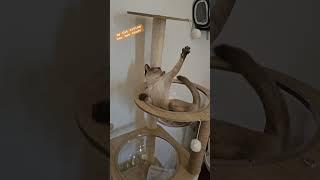 she's playing quite well | Pet Time 236 #cat #catlover #catvideos #animals #catshorts #animalshorts