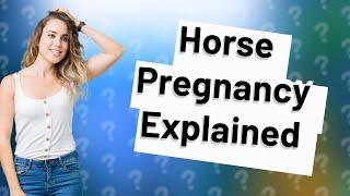 How do female horses get pregnant?