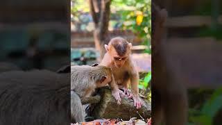 Hak Han MDJ Enjoy Watching Abandon Baby Monkey - Daily Wildlife Monkey #Lucie #Leo #Rainbow #Jovi