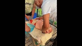 KOI fish giving birth process #satisfying video #knowledge #shorts