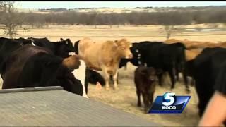 Cattle rustling ring busted in Oklahoma