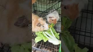 Episode1 #cute  #pet  #guineapig #animal #khmer #cambodia