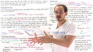 Regulation of Glycolysis in Liver Cells (Part II)